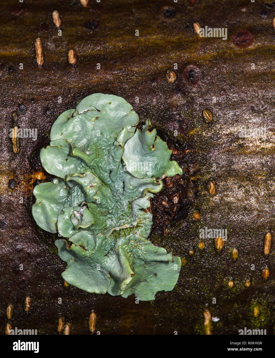 Wunder Der Natur In Den Vororten Garten Pretoria Sudafrika Stockfotografie Alamy