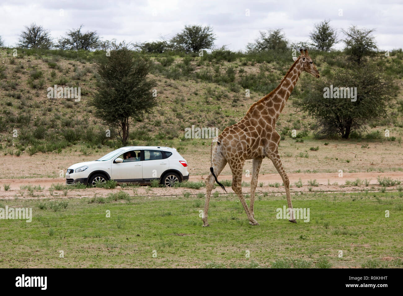 Giraffe im Kgalagadi Nationalpark Stockfoto