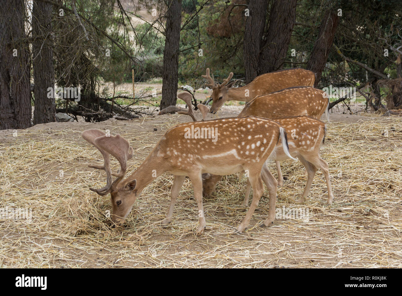 Eine Gruppe von vier Damwild Dama Dama Beweidung in den Wald. Wildlife Szene aus der Natur. Safari Aitana, Penaguila, Spanien. Stockfoto