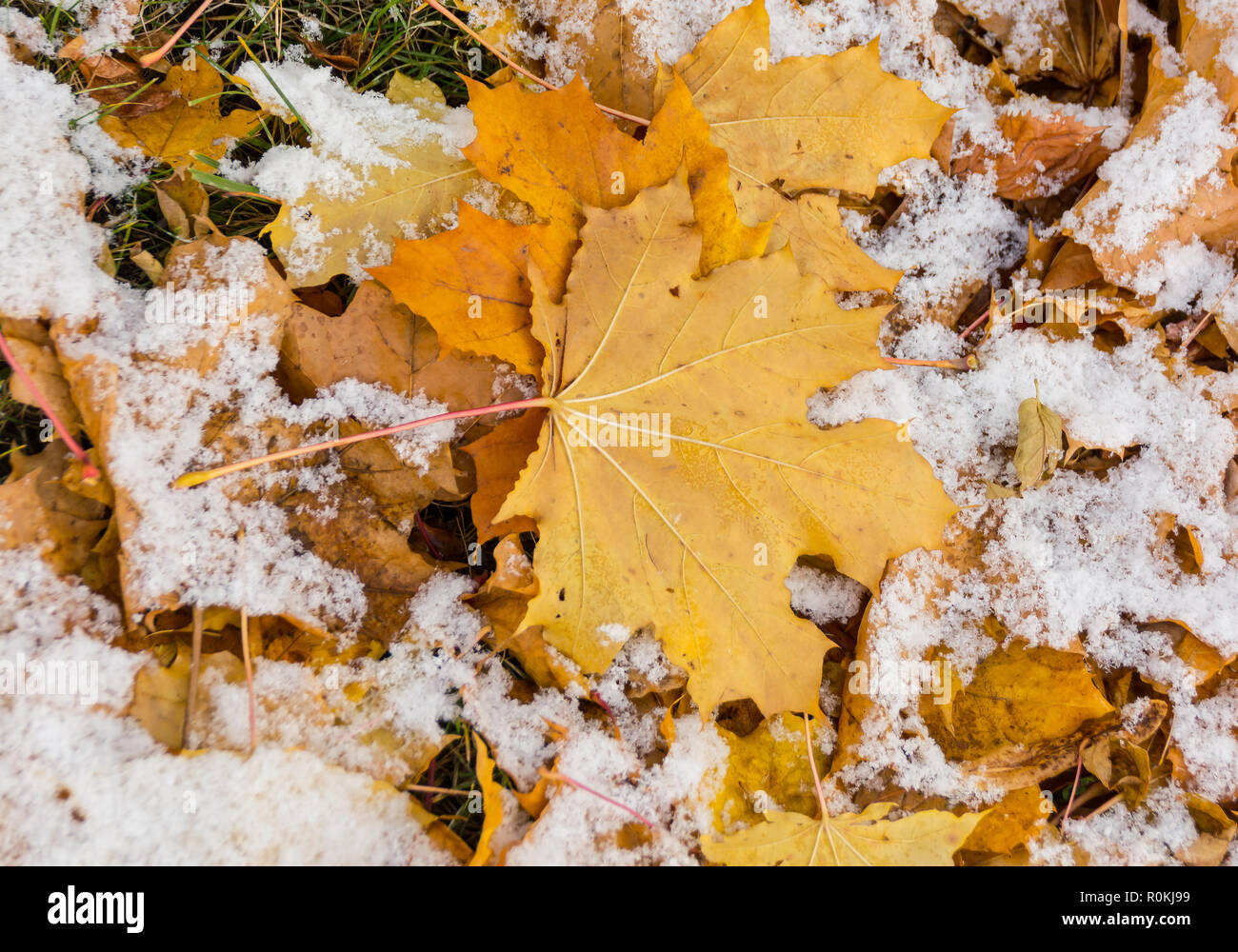 Gelbe Blätter mit Schnee bedeckt, Hintergrund Stockfoto