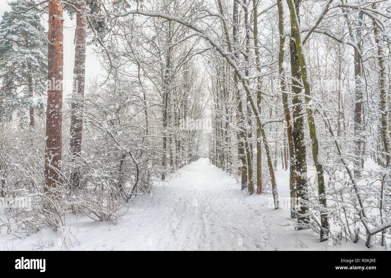 Spaziergang durch den verschneiten Wald. Schnee. Winter. Kalt. Stockfoto