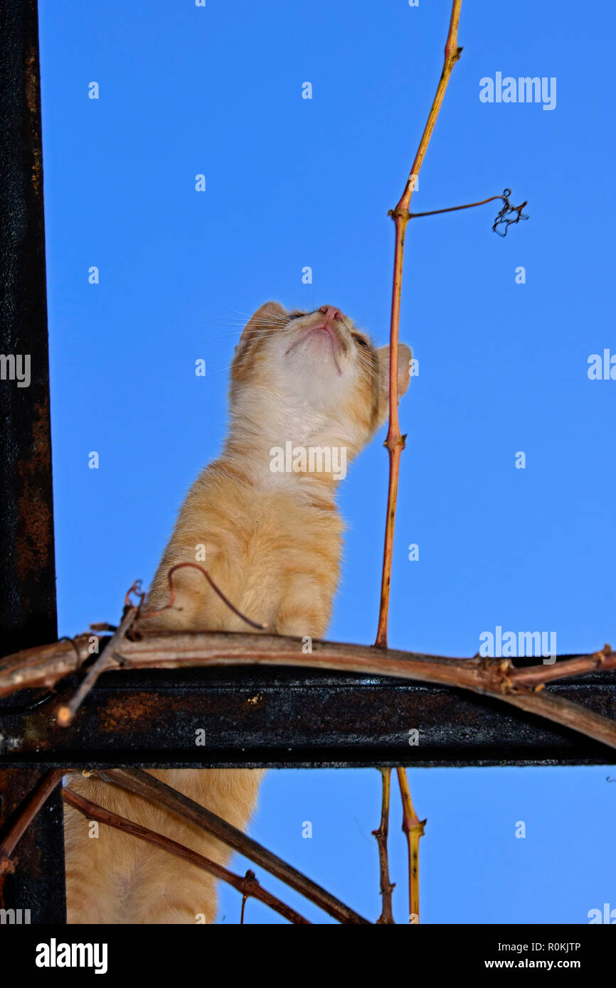 Nach oben Ausblick auf eine rostige - Weiß tabby Kätzchen, stehend auf einem Metallrahmen, blauer Himmel Hintergrund Stockfoto