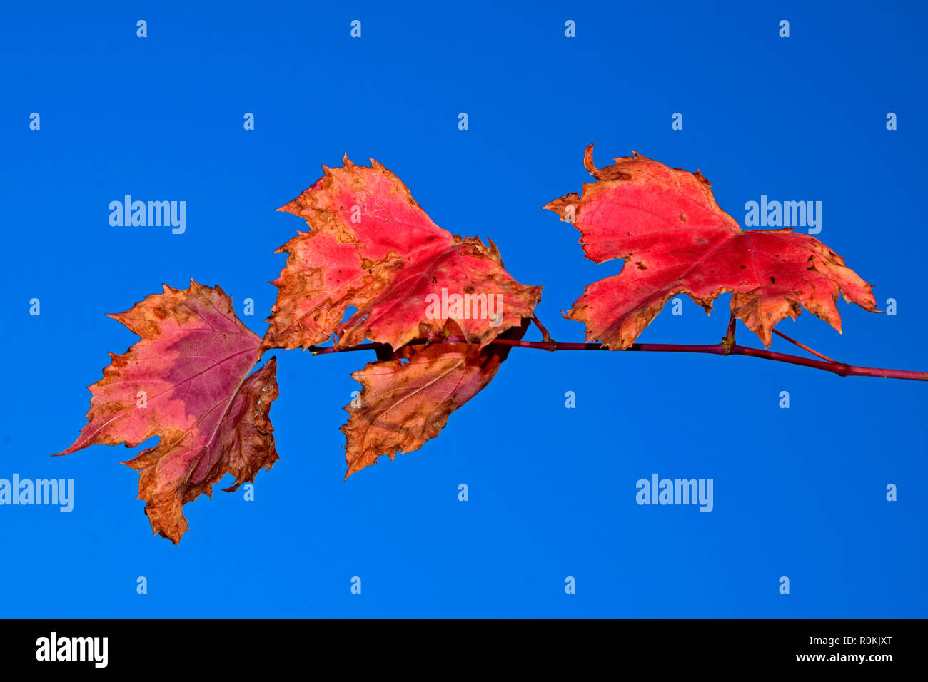 Drei grapevine Blätter auf einem Zweig, Lila Rot und teilweise trocken, blauer Himmel Stockfoto