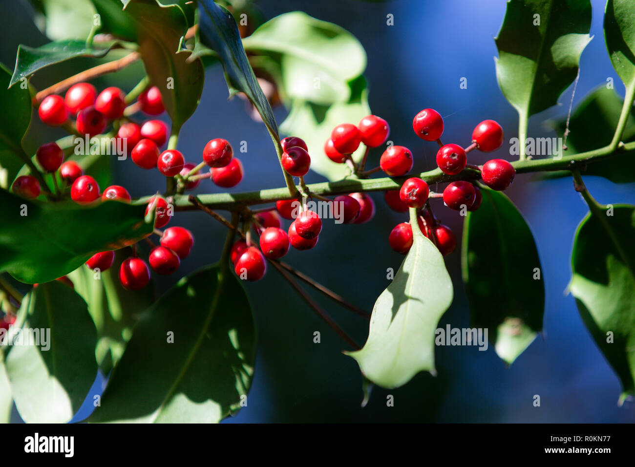 Perücke mit reifenden Holunderbeeren (Ilex Aquifolium) in der Sonne. Stockfoto