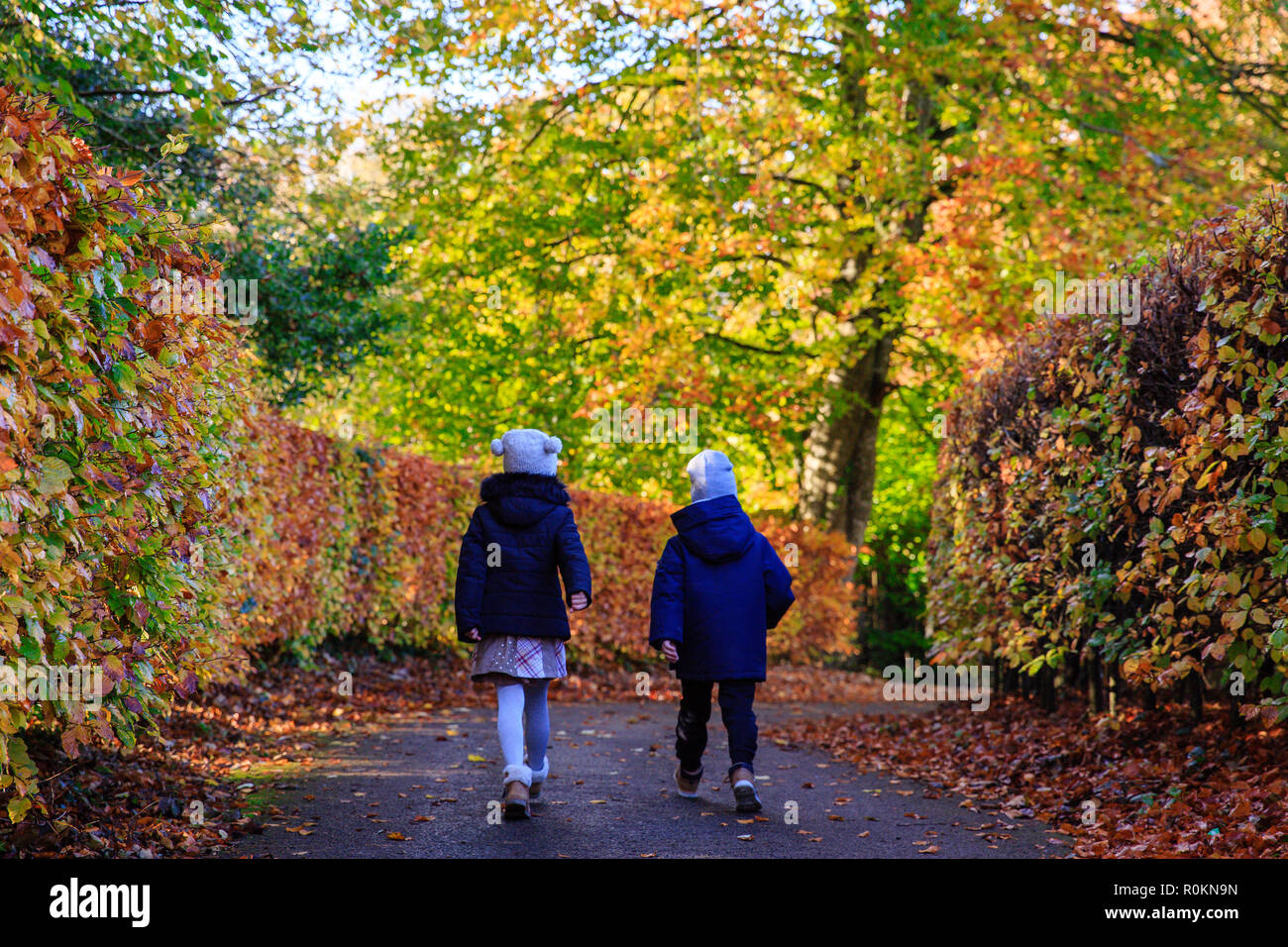 Spaziergang durch den Wald im Herbst Herbst Farben um Belvedere House Gardens & Park in Mullingar, Irland abgedeckt. Stockfoto