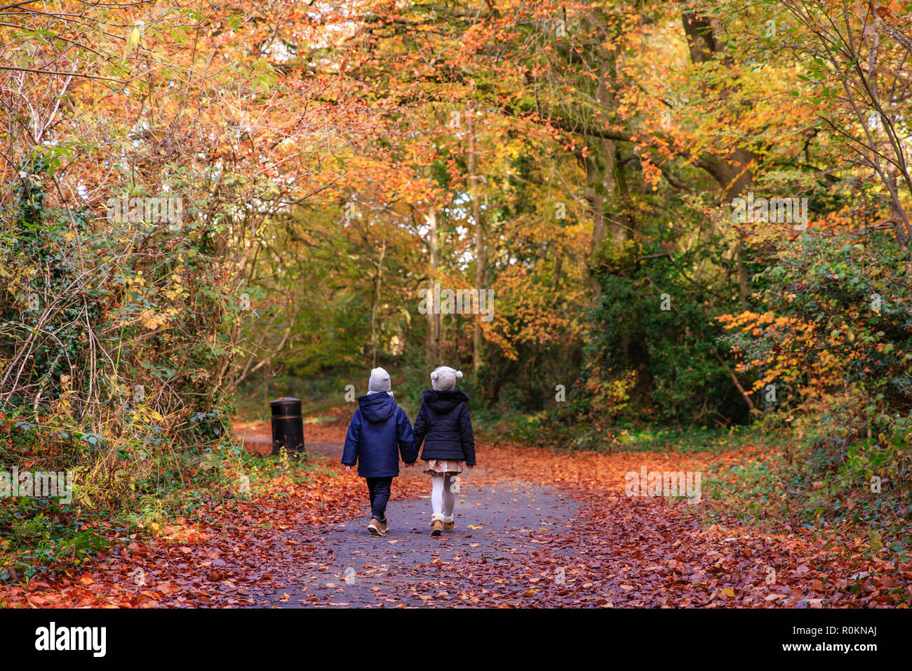 Spaziergang durch den Wald im Herbst Herbst Farben um Belvedere House Gardens & Park in Mullingar, Irland abgedeckt. Stockfoto