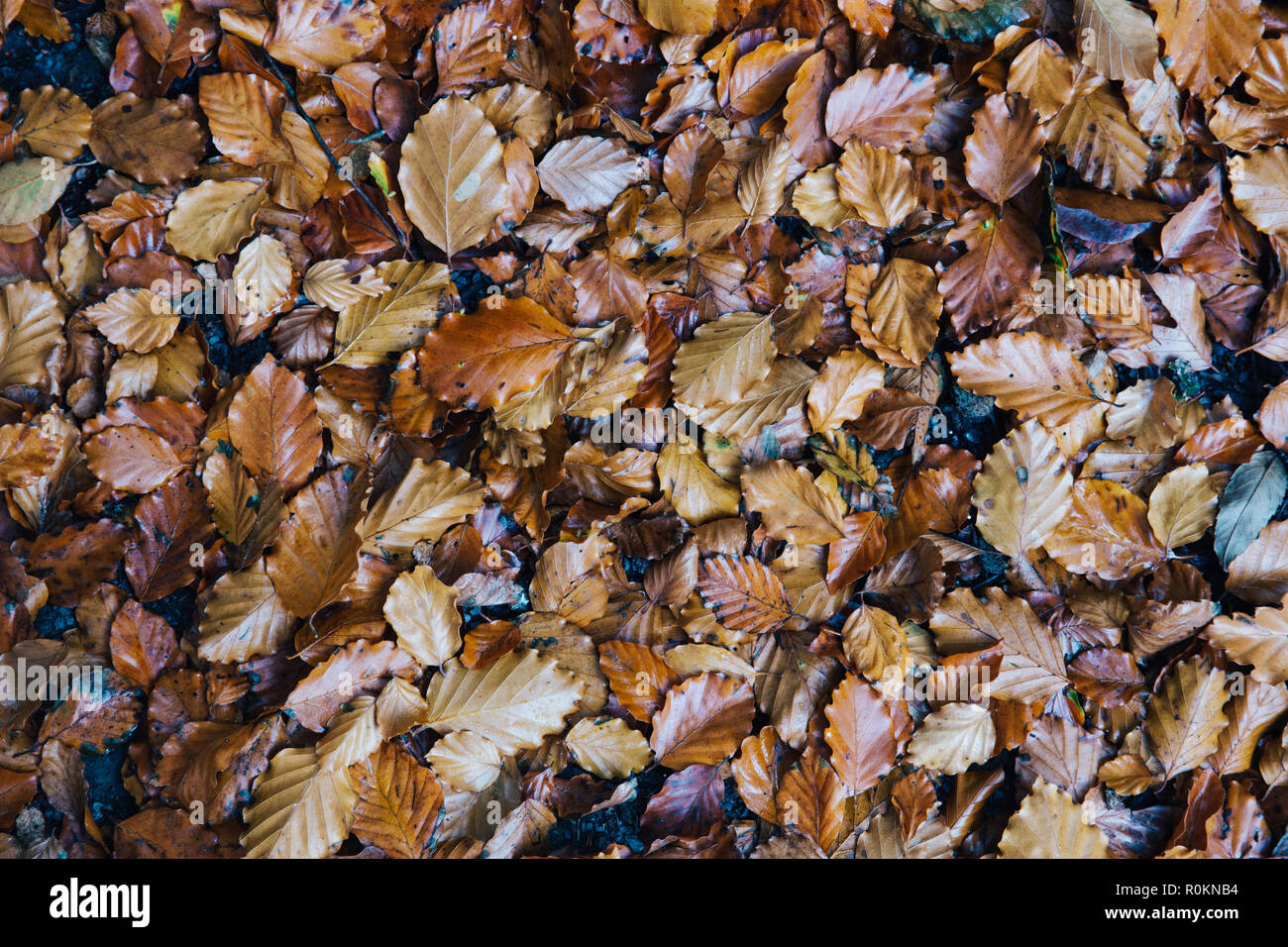 Gefallenen Blätter im Herbst Hintergrund von Wälder rund um das Belvedere House Gardens & Park in Mullingar, Irland Stockfoto