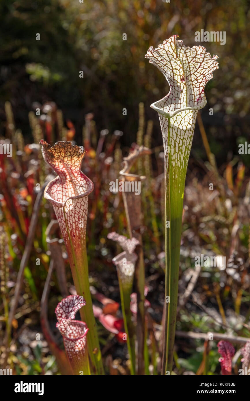 Krug Pflanzen in North Carolina Botanical Garden Stockfoto