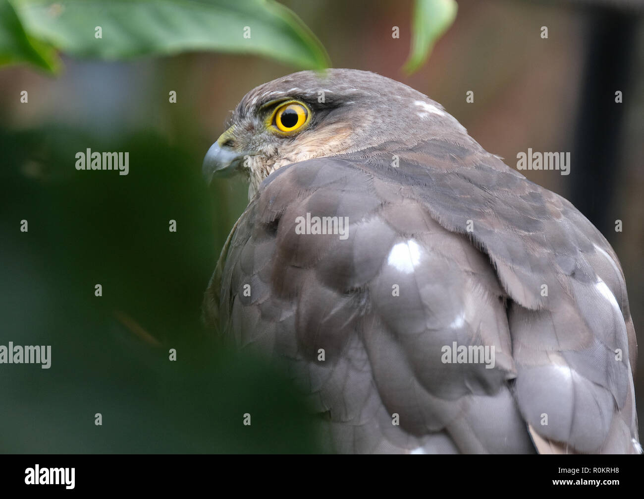 Weibliche Sparrow Hawking auf der Suche nach Beute in städtischen Haus Garten. Stockfoto