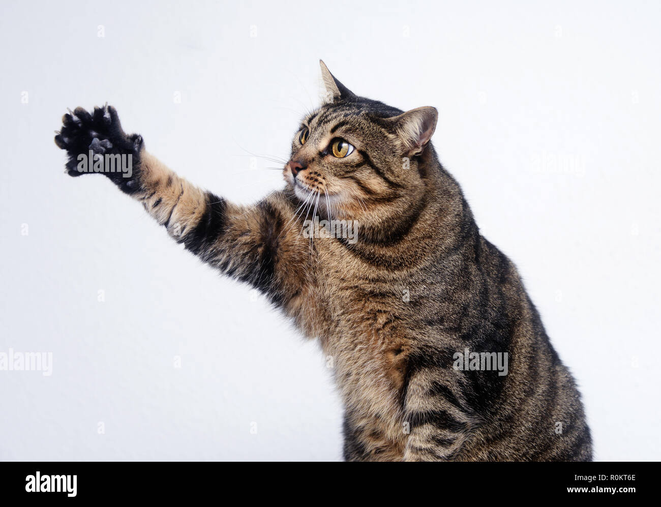 Verspielte senior Tabby cat Stockfoto