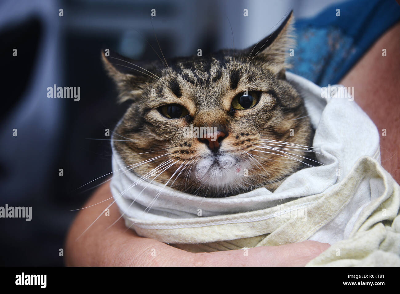 Katze, mit Schaum vor Mund nach Einnahme von Medizin Stockfotografie - Alamy