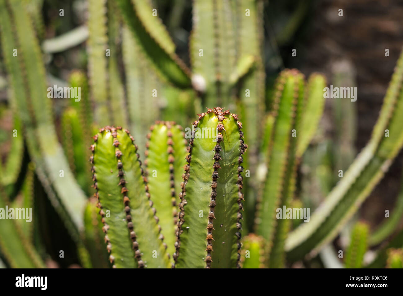 Kakteen closup, kaktus Baum Detail, Teneriffa Stockfoto