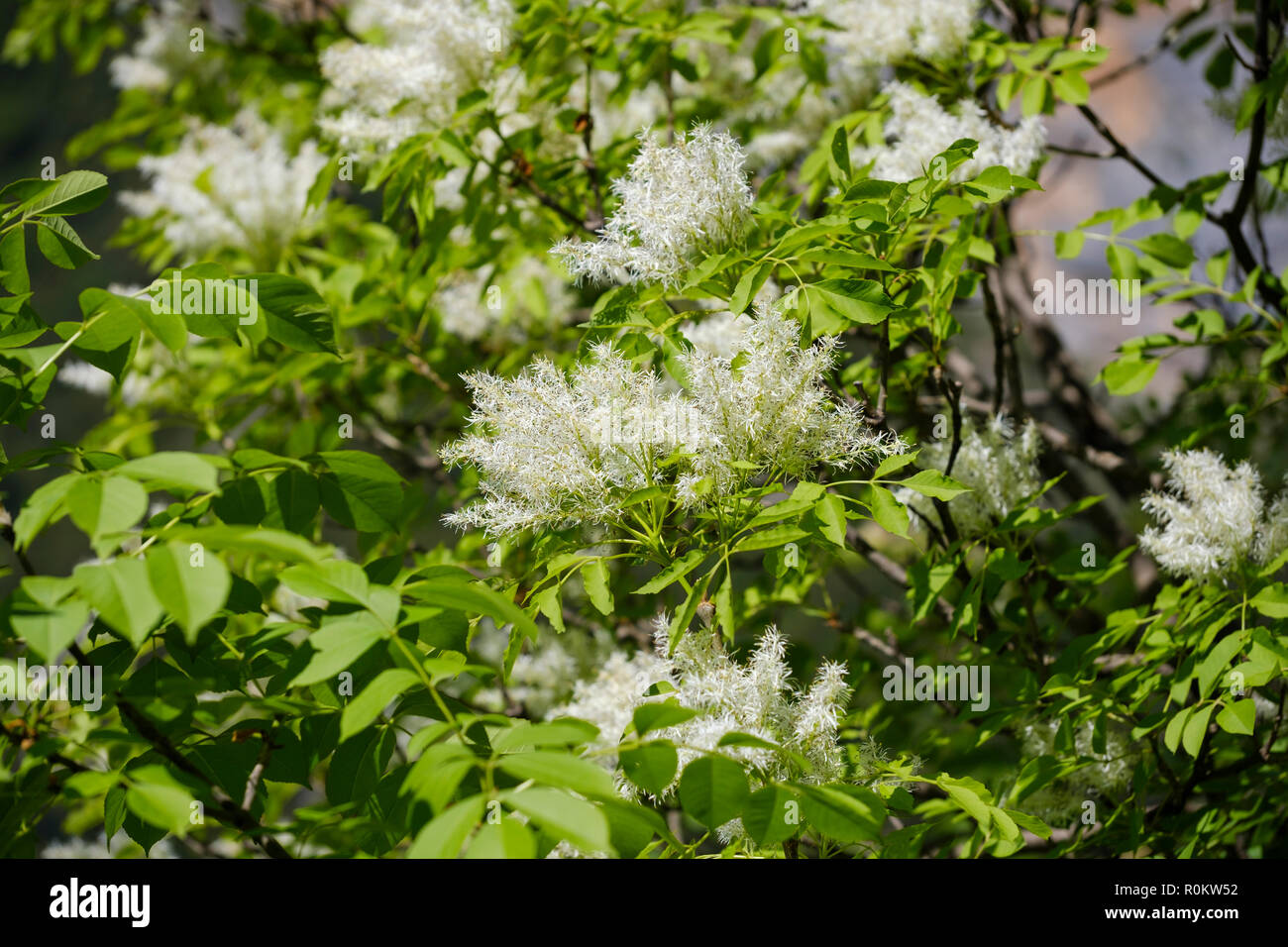 Blühende Blumen-esche (Fraxinus ornus), Albanien Stockfoto