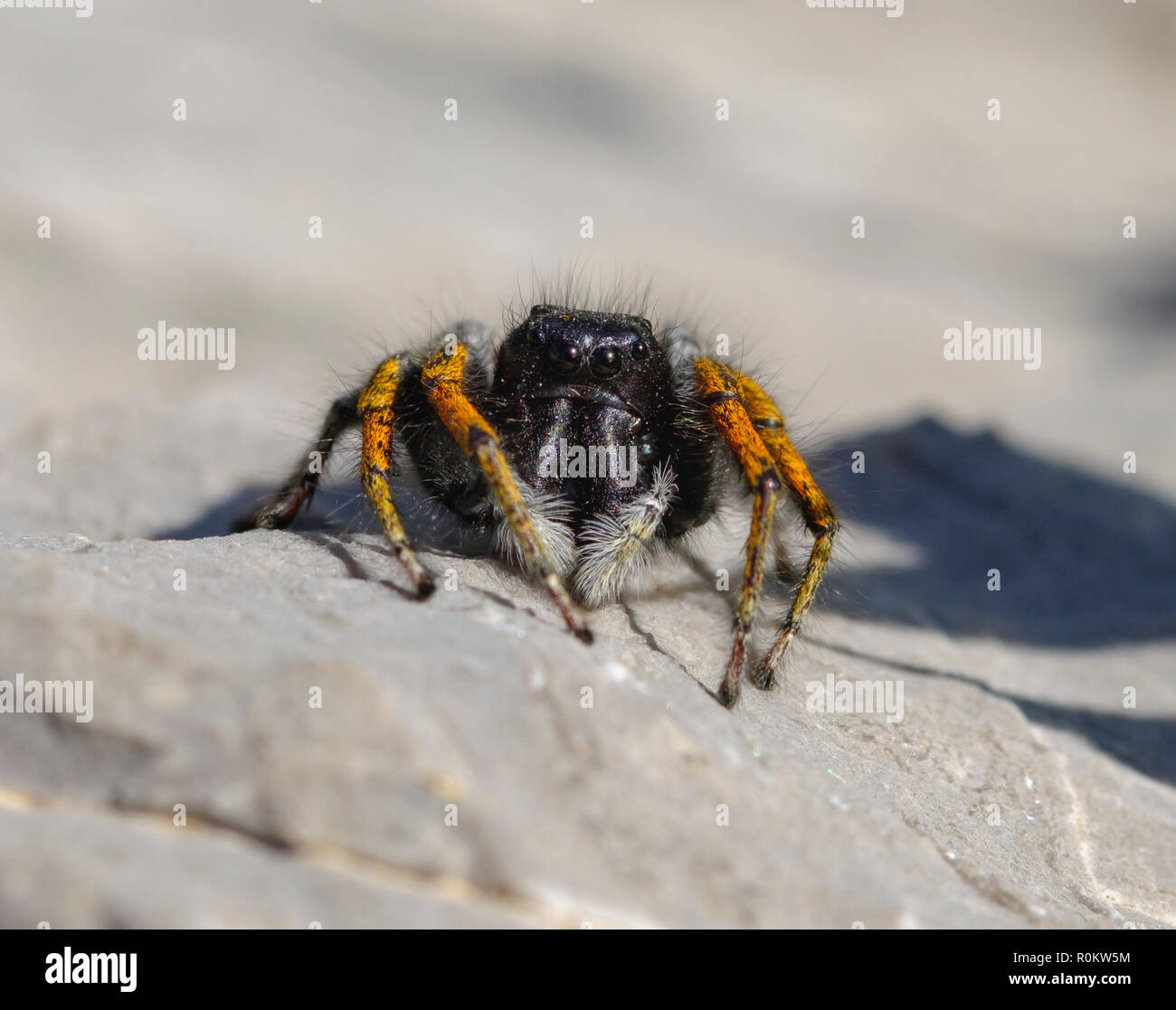 Goldenen Augen springende Spinne (Philaeus chrysops), männlich, Albanischen Alpen, Albanien Stockfoto