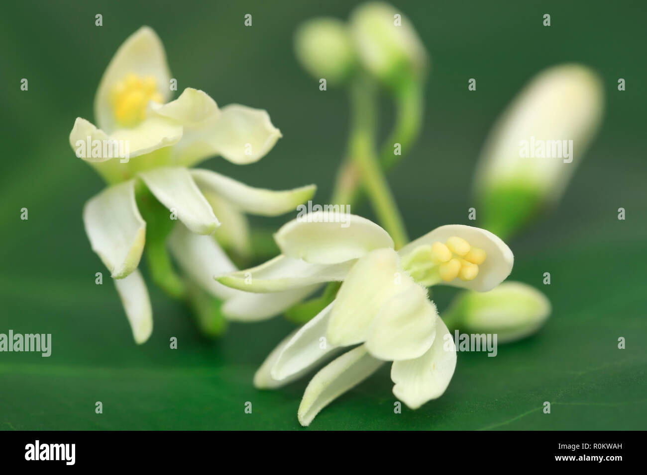 Arzneimittel moringa Blume grün Natur Stockfoto