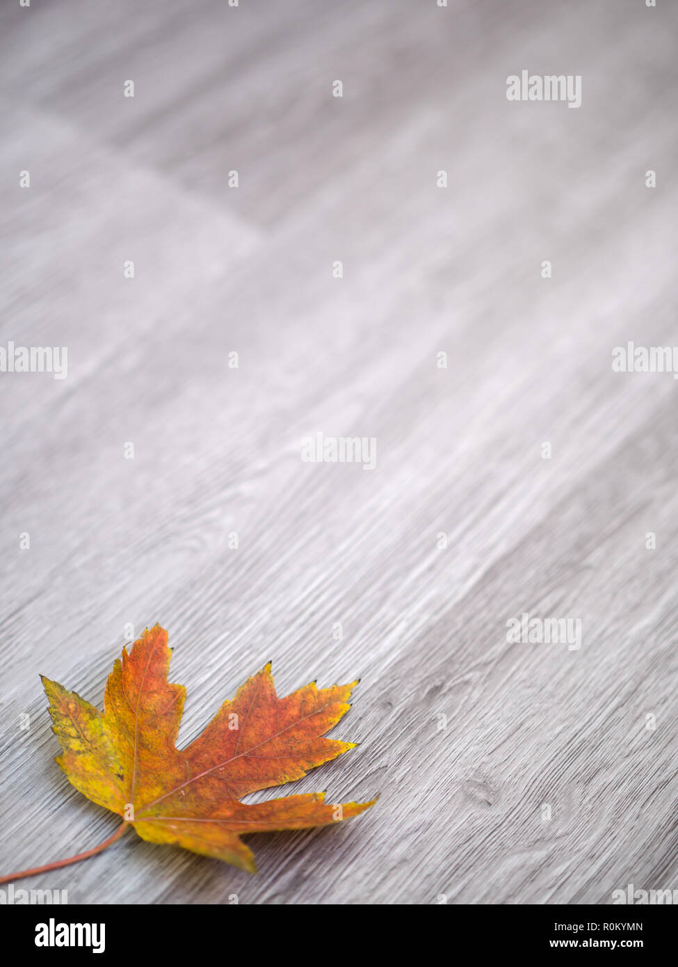 Ein echter maple leaf mit einem Farbverlauf von Rot, orange und Gelb Farben Festlegung in der Ecke auf einem grauen Holz Textur Hintergrund für den Herbst isoliert. Stockfoto