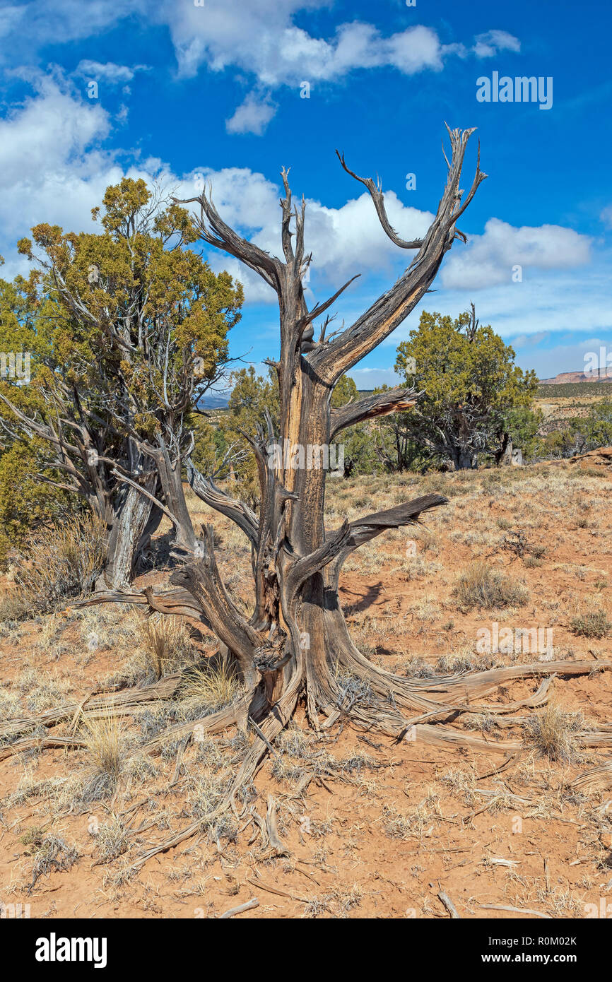 Knorrige Mesquite Trunk in der hohen Wüste in Escalante Petrifired Wald State Park in Utah Stockfoto