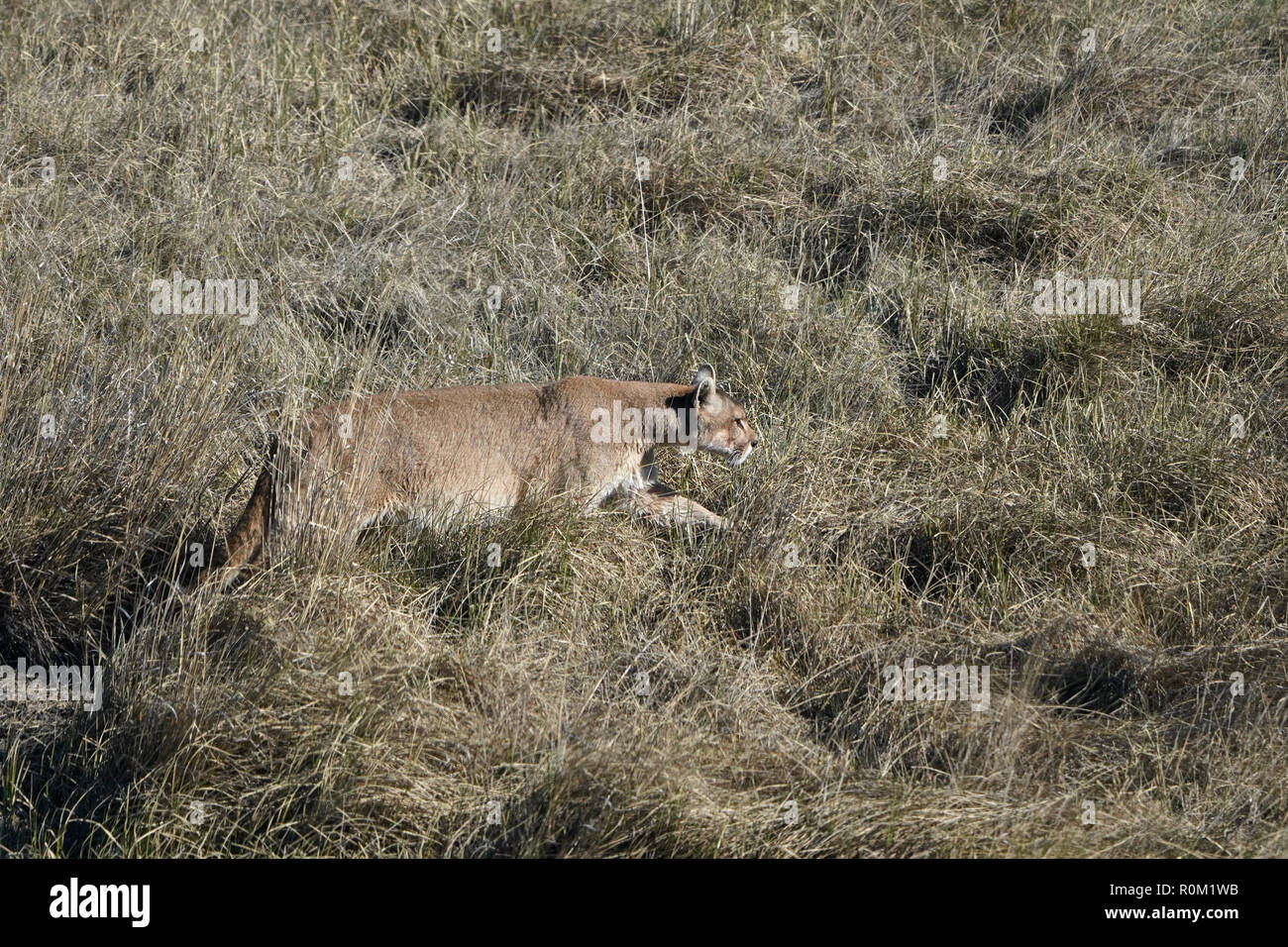 Schwangere Puma, Puma concolor Stockfotografie - Alamy