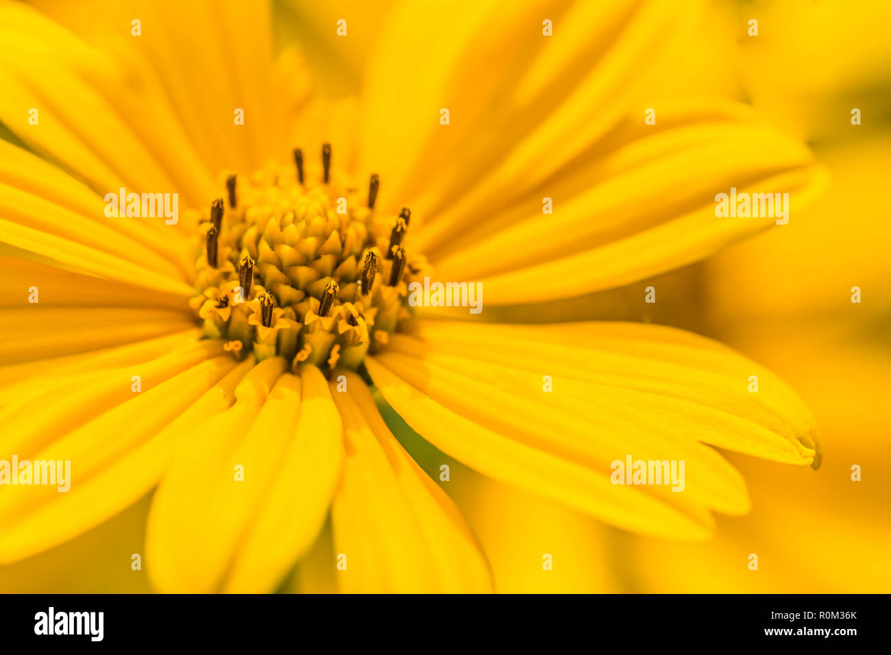 Schöner Frühling Sommer gelb Blumen und verschwommenes Bild Hintergrund. Ruhige Natur Szene, blühenden Blumen und wiese feld Konzept. Entspannende Natur Stockfoto