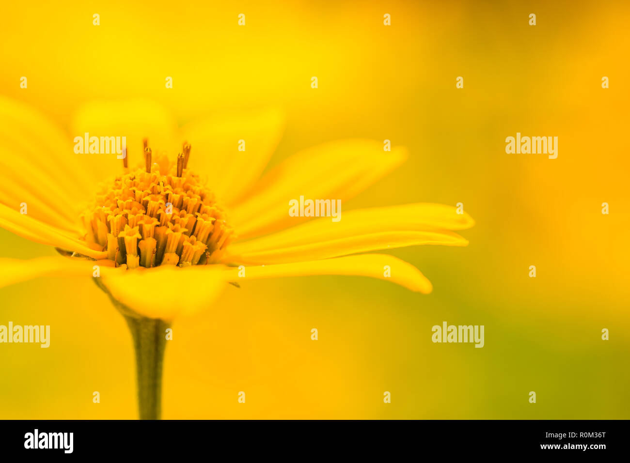 Schöner Frühling Sommer gelb Blumen und verschwommenes Bild Hintergrund. Ruhige Natur Szene, blühenden Blumen und wiese feld Konzept. Entspannende Natur Stockfoto