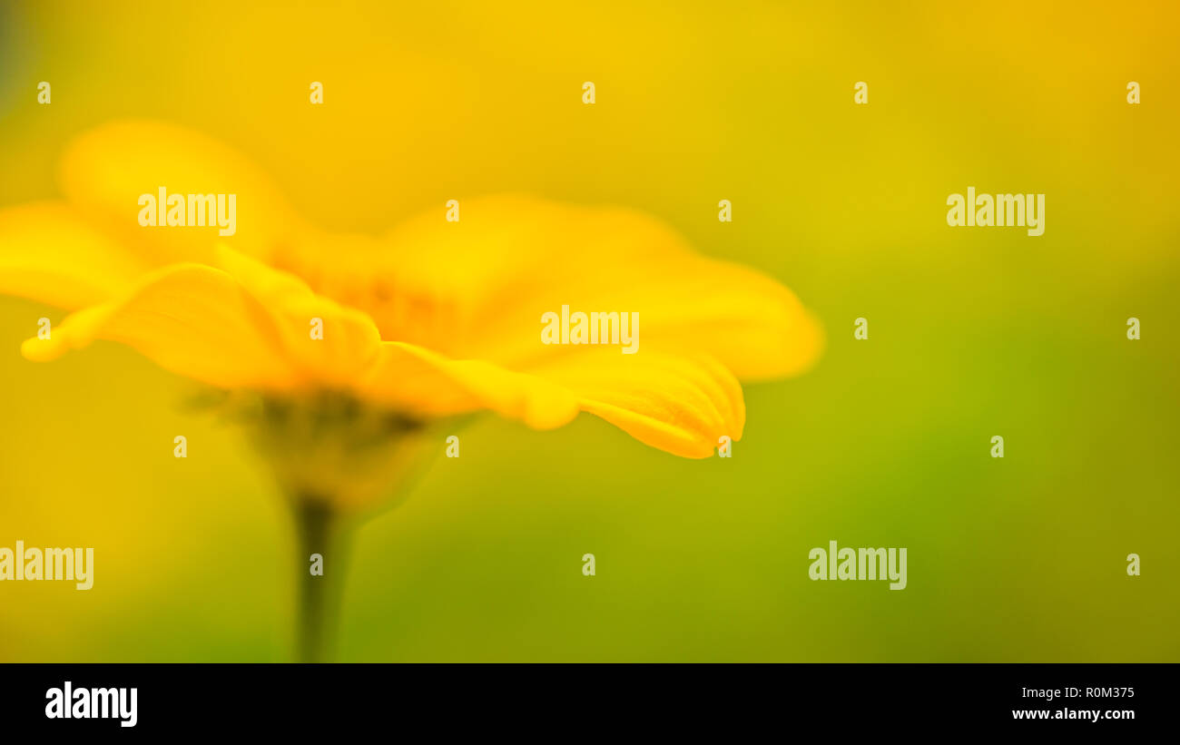 Schöner Frühling Sommer gelb Blumen und verschwommenes Bild Hintergrund. Ruhige Natur Szene, blühenden Blumen und wiese feld Konzept. Entspannende Natur Stockfoto