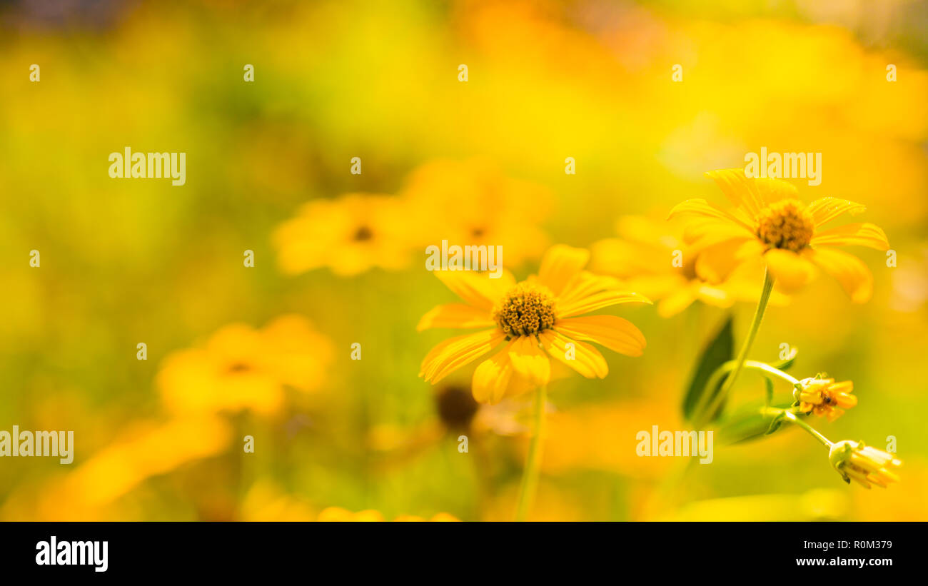 Schöner Frühling Sommer gelb Blumen und verschwommenes Bild Hintergrund. Ruhige Natur Szene, blühenden Blumen und wiese feld Konzept. Entspannende Natur Stockfoto