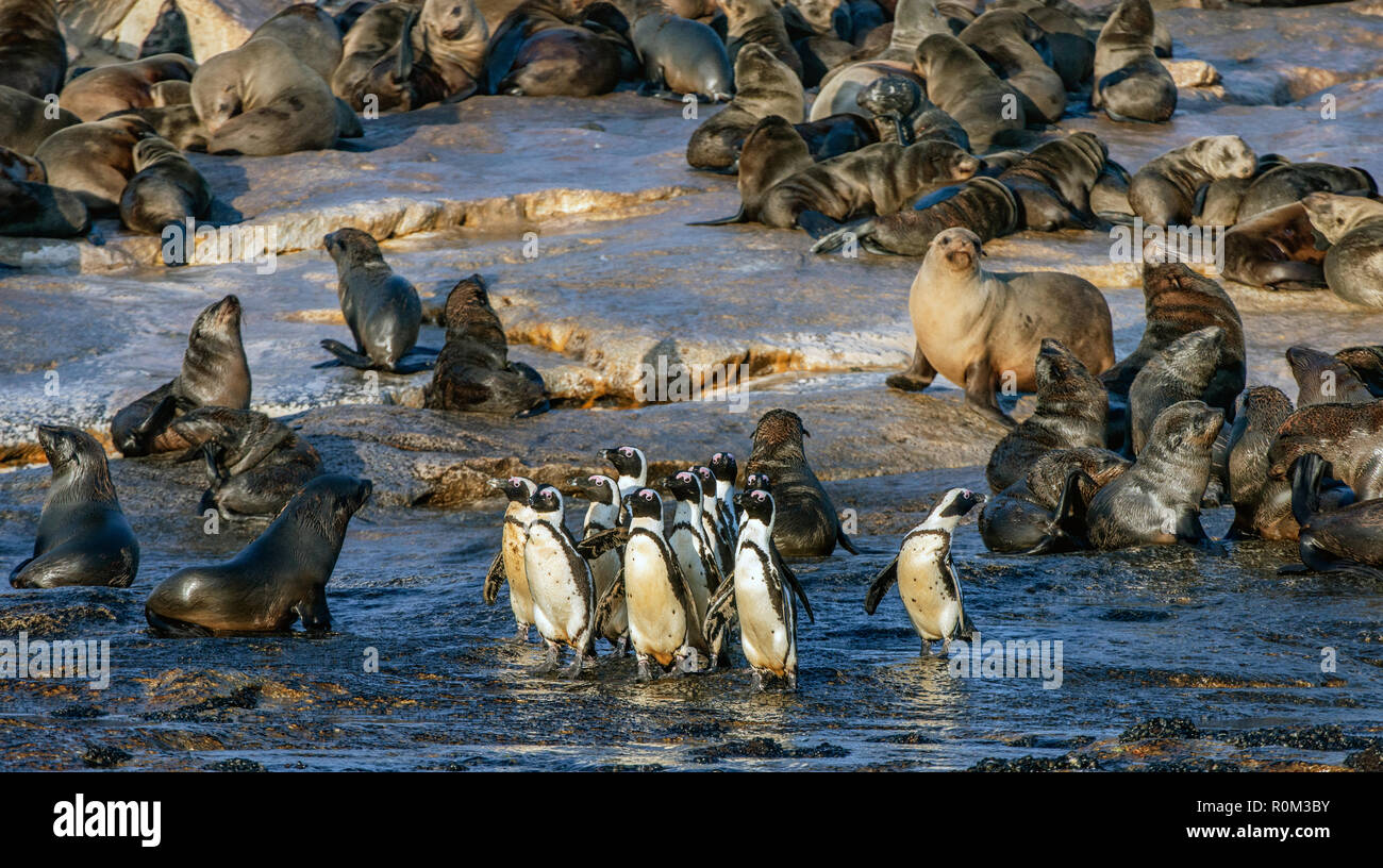 Afrikanische Pinguine auf Seal Island. African Penguin, Spheniscus demersus, auch als die Brillenpinguine und Schwarz-füßiges Pinguin bekannt. Kolonie kap Fell Stockfoto