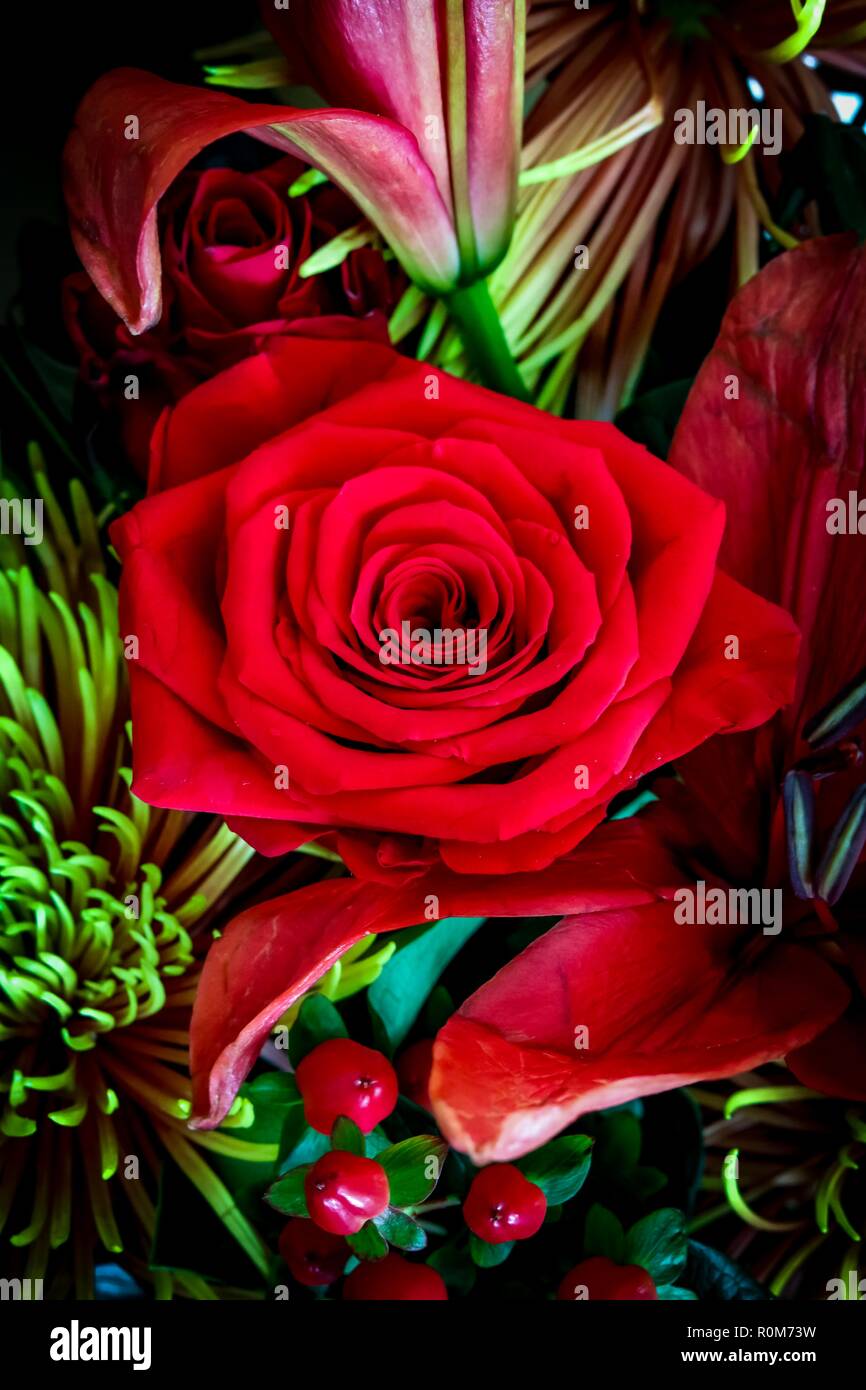 Rote Rose in der Mitte der Blumen Stockfotografie - Alamy