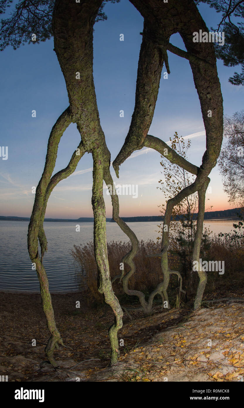 06. November 2018, Brandenburg, Frankfurt (Oder): Die freiliegenden Wurzeln von Kiefern steigen aus der Sand am Ufer des Sees von Helene kurz vor Sonnenaufgang. Helene See, einem der beliebtesten Baden in Brandenburger Seen, wurde aus einer offenen erstellt aus Braunkohle Bergwerk, in dem Kohle zwischen 1930 und 1959 abgebaut wurde. Grundwasser Erstellt eine Wasserfläche von 250 Hektar. Foto: Patrick Pleul/dpa-Zentralbild/ZB Stockfoto