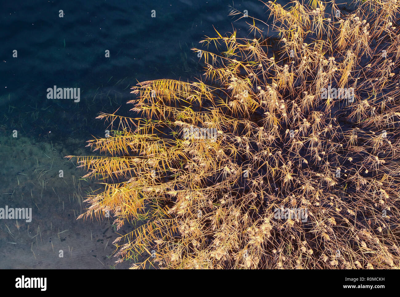 06. November 2018, Brandenburg, Frankfurt (Oder): Im Licht des Sonnenaufgangs, Schilf glühen in das Wasser des Sees Helene (Luftbild mit einer Drohne). Helene See, einem der beliebtesten Baden in Brandenburger Seen, wurde aus einer offenen erstellt aus Braunkohle Bergwerk, in dem Kohle zwischen 1930 und 1959 abgebaut wurde. Grundwasser Erstellt eine Wasserfläche von 250 Hektar. Foto: Patrick Pleul/dpa-Zentralbild/ZB Stockfoto