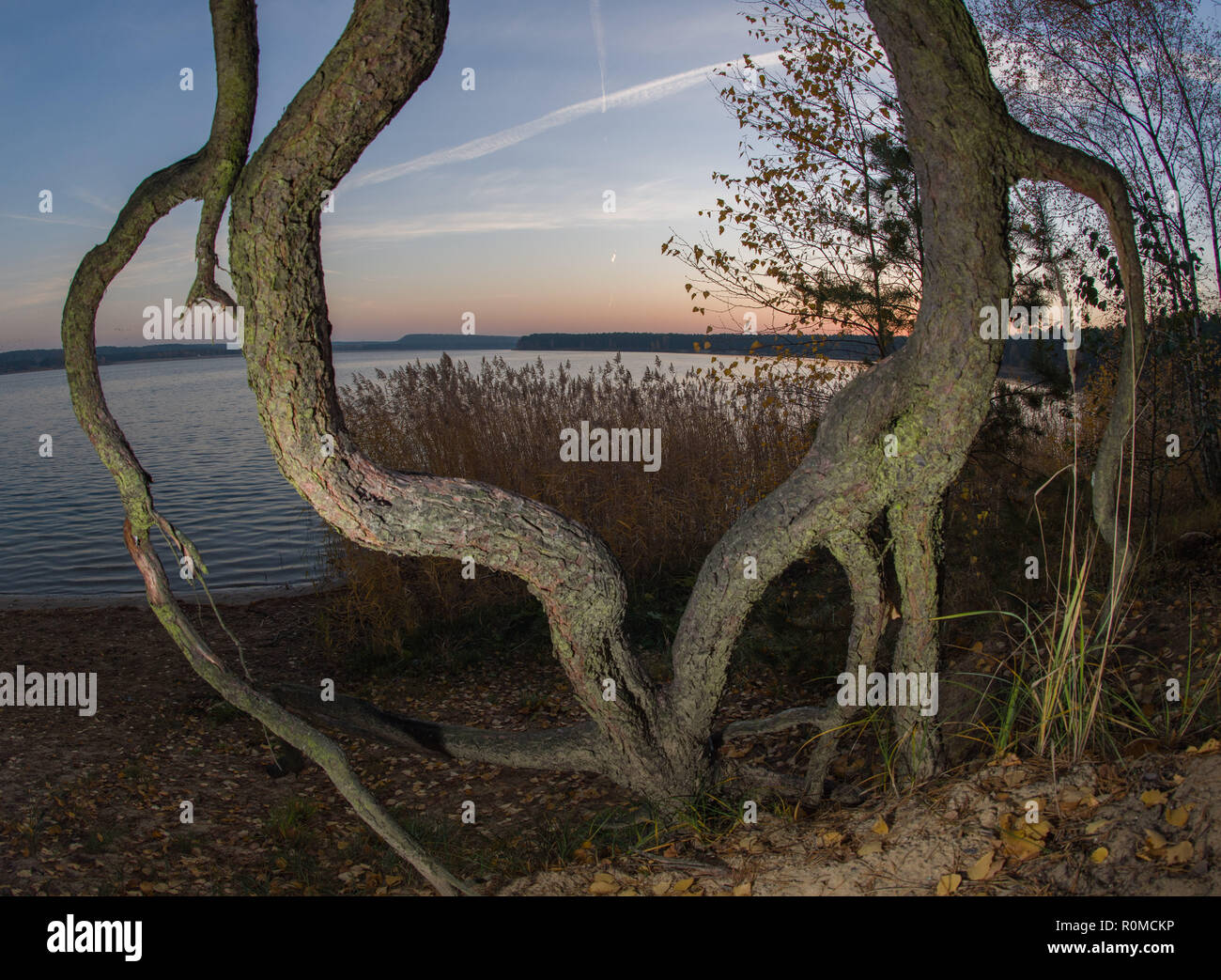 06. November 2018, Brandenburg, Frankfurt (Oder): Die freiliegenden Wurzeln von Kiefern steigen aus der Sand am Ufer des Sees von Helene kurz vor Sonnenaufgang. Helene See, einem der beliebtesten Baden in Brandenburger Seen, wurde aus einer offenen erstellt aus Braunkohle Bergwerk, in dem Kohle zwischen 1930 und 1959 abgebaut wurde. Grundwasser Erstellt eine Wasserfläche von 250 Hektar. Foto: Patrick Pleul/dpa-Zentralbild/ZB Stockfoto