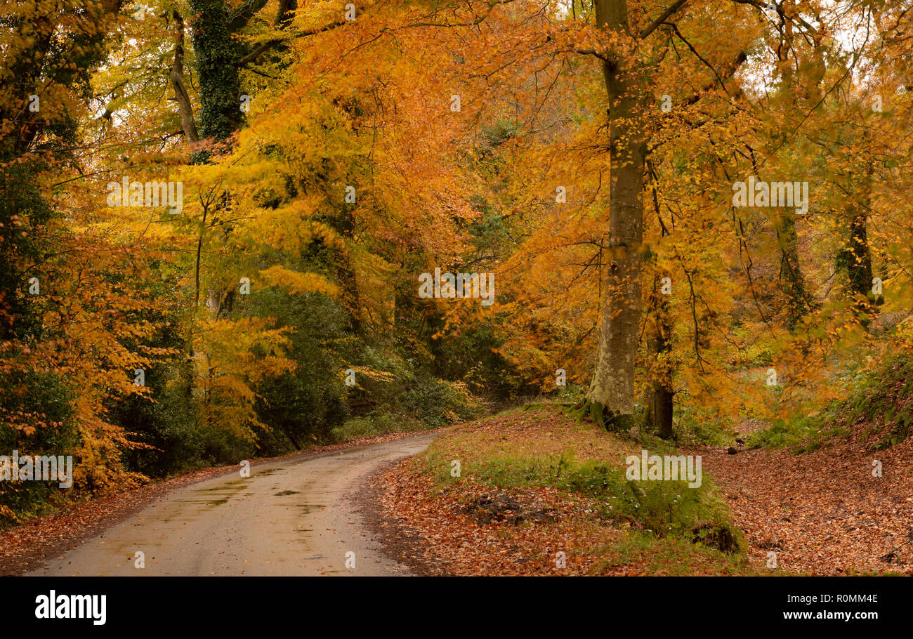 Southleigh, East Devon, Großbritannien. 6. November 2018. UK Wetter: Bunter Herbst Farben schmücken Bäume An einem Feldweg in der East Devon. Stürme und Starkregen ist über Nacht ein Ende der glorreichen Herbst Wettervorhersage. Credit: PQ Images/Alamy leben Nachrichten Stockfoto