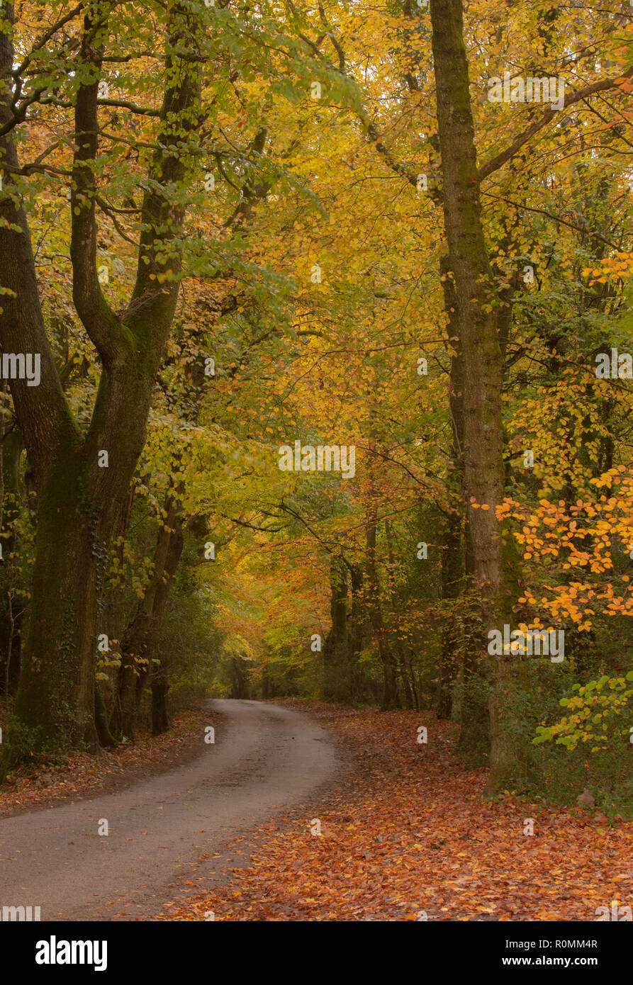 Southleigh, East Devon, Großbritannien. 6. November 2018. UK Wetter: Bunter Herbst Farben schmücken Bäume An einem Feldweg in der East Devon. Stürme und Starkregen ist über Nacht ein Ende der glorreichen Herbst Wettervorhersage. Credit: PQ Images/Alamy leben Nachrichten Stockfoto