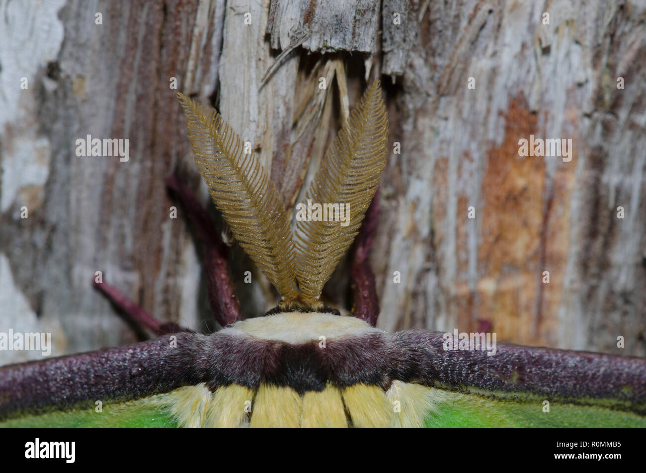 Luna Moth, Actias Luna, männlich Stockfoto