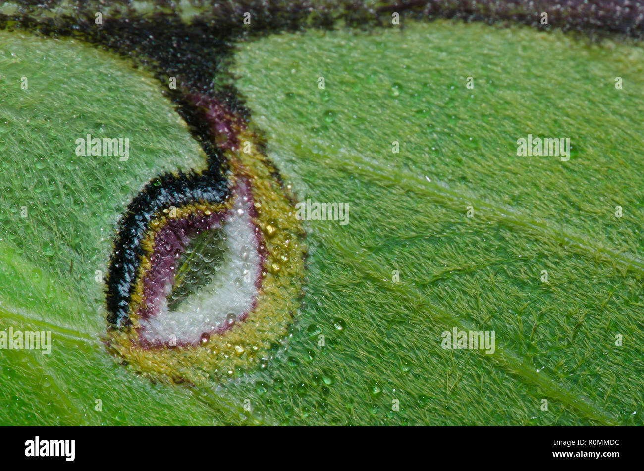 Luna Moth, Actias Luna, halmbruch Flügel detail Stockfoto