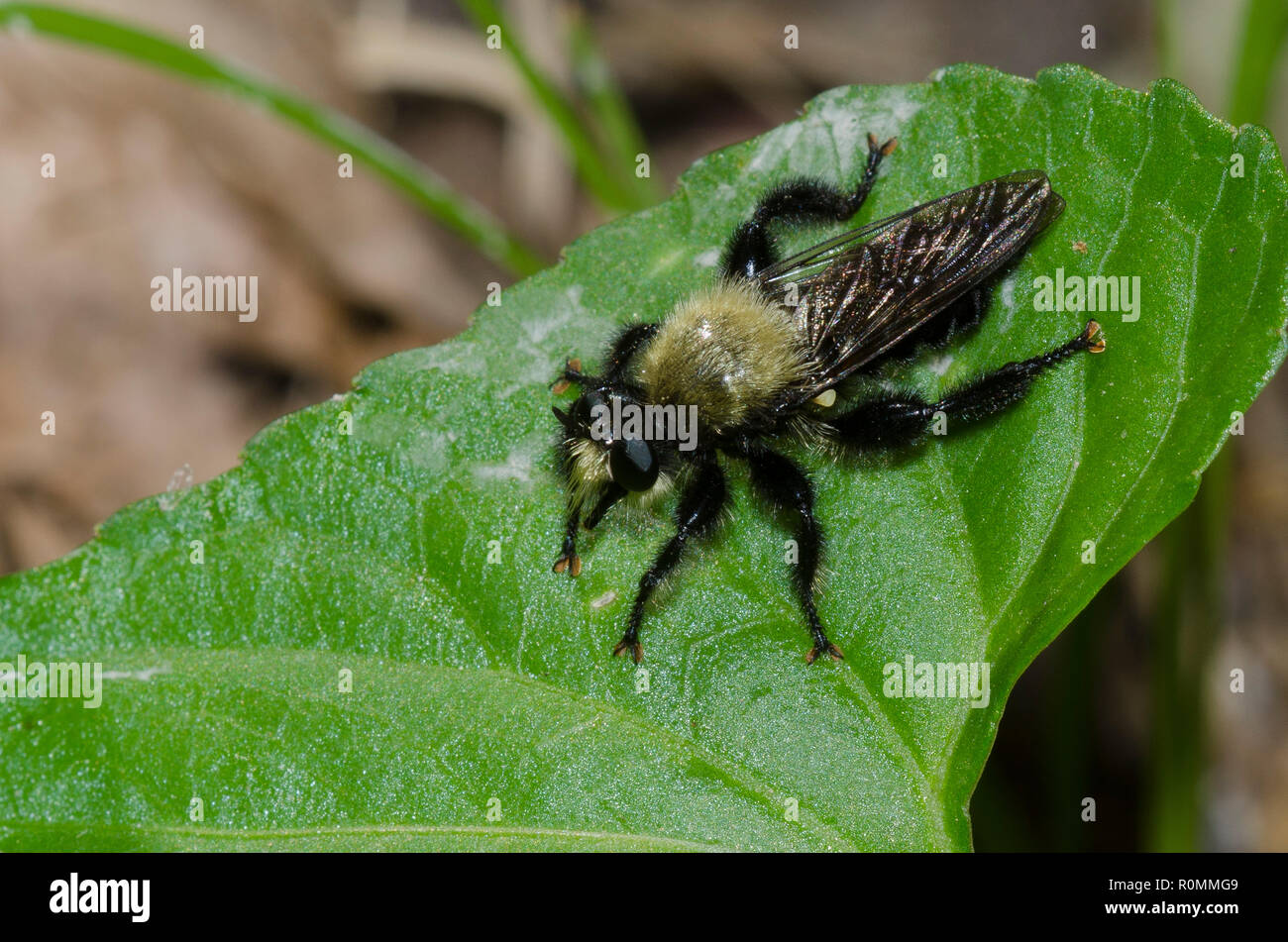 Biene - wie Räuber Fliegen, Laphria flavicollis Stockfoto