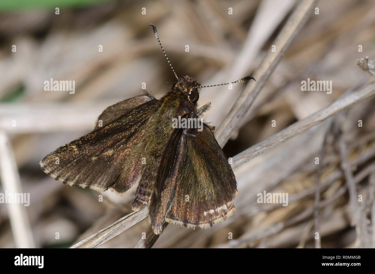 Bronze, Roadside-Skipper Amblyscirtes aenus, männlich Stockfoto