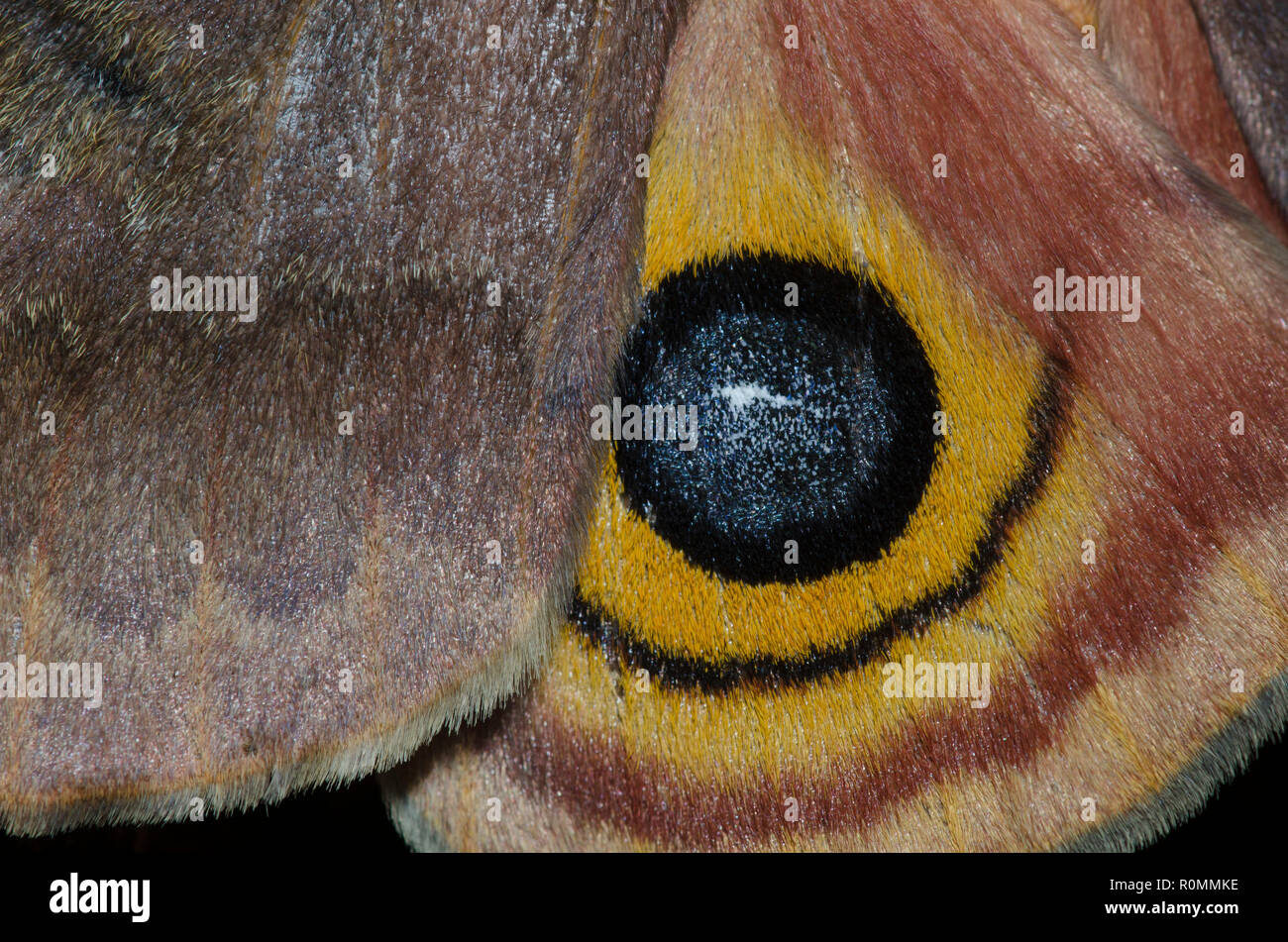 Io-Moth, Automeris io, weibliche Halmbruch Stockfoto