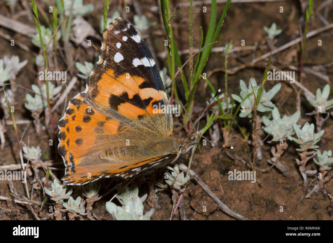 Distelfalter Vanessa cardui Stockfoto