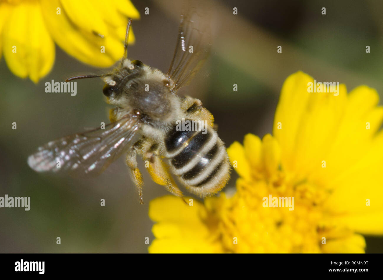 Bergbau Biene, Andrena sp., wobei Flug von Stemmy vier - nerv Daisy, Tetraneuris scaposa Stockfoto