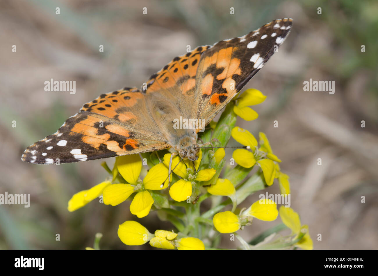 Painted Lady, Vanessa cardui, nectaring von mauerblümchen, Erysimum sp. Stockfoto