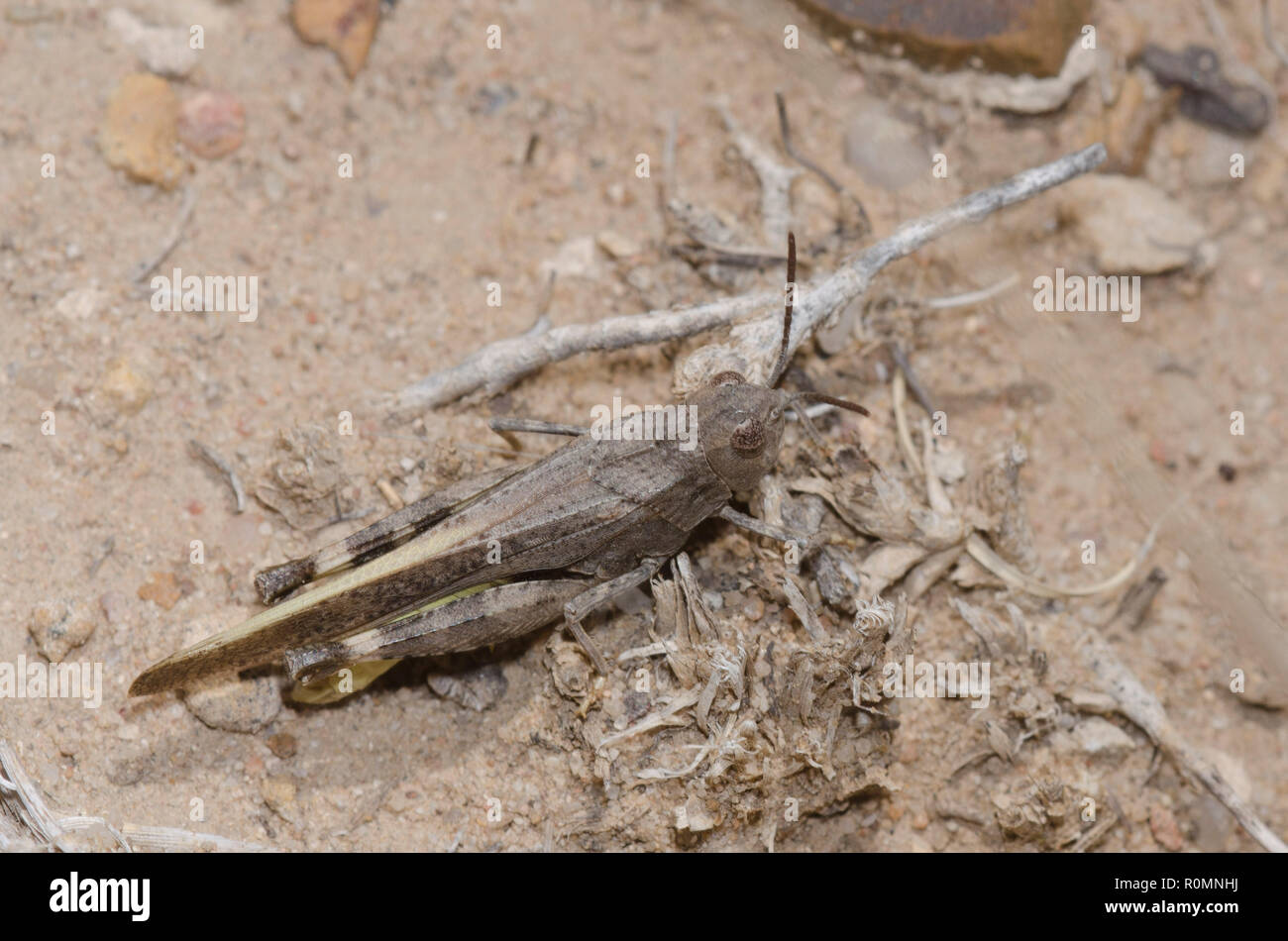 Speckle-winged Rangeland Heuschrecke, Arphia conspersa, männlich Stockfoto