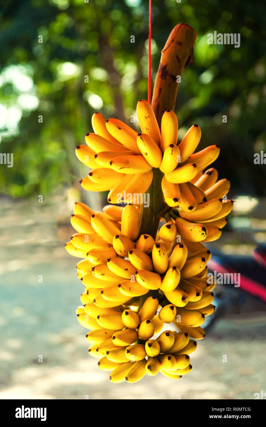 Gelbe Bananen Reif. Frische organische tropischen Früchten im Freien Stockfoto