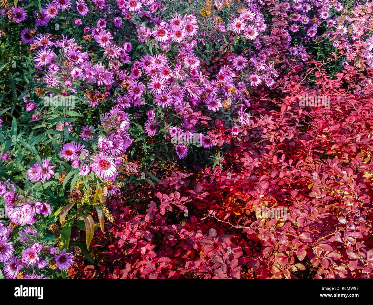 Herbst Muster von Blüten und rote Blätter Stockfoto