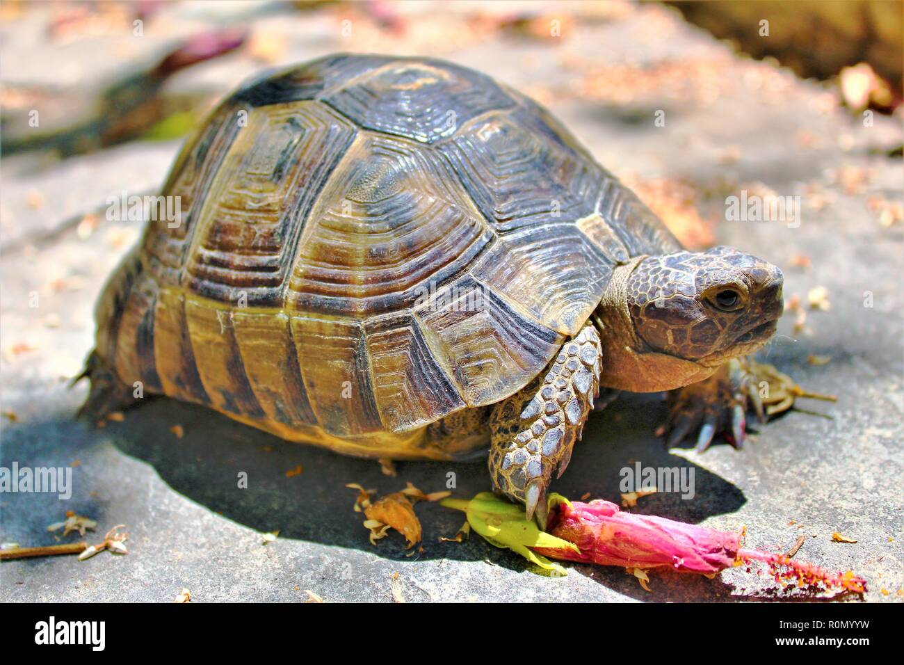 Eine wilde Schildkröte roaming frei in Dalyan, Türkei. Stockfoto