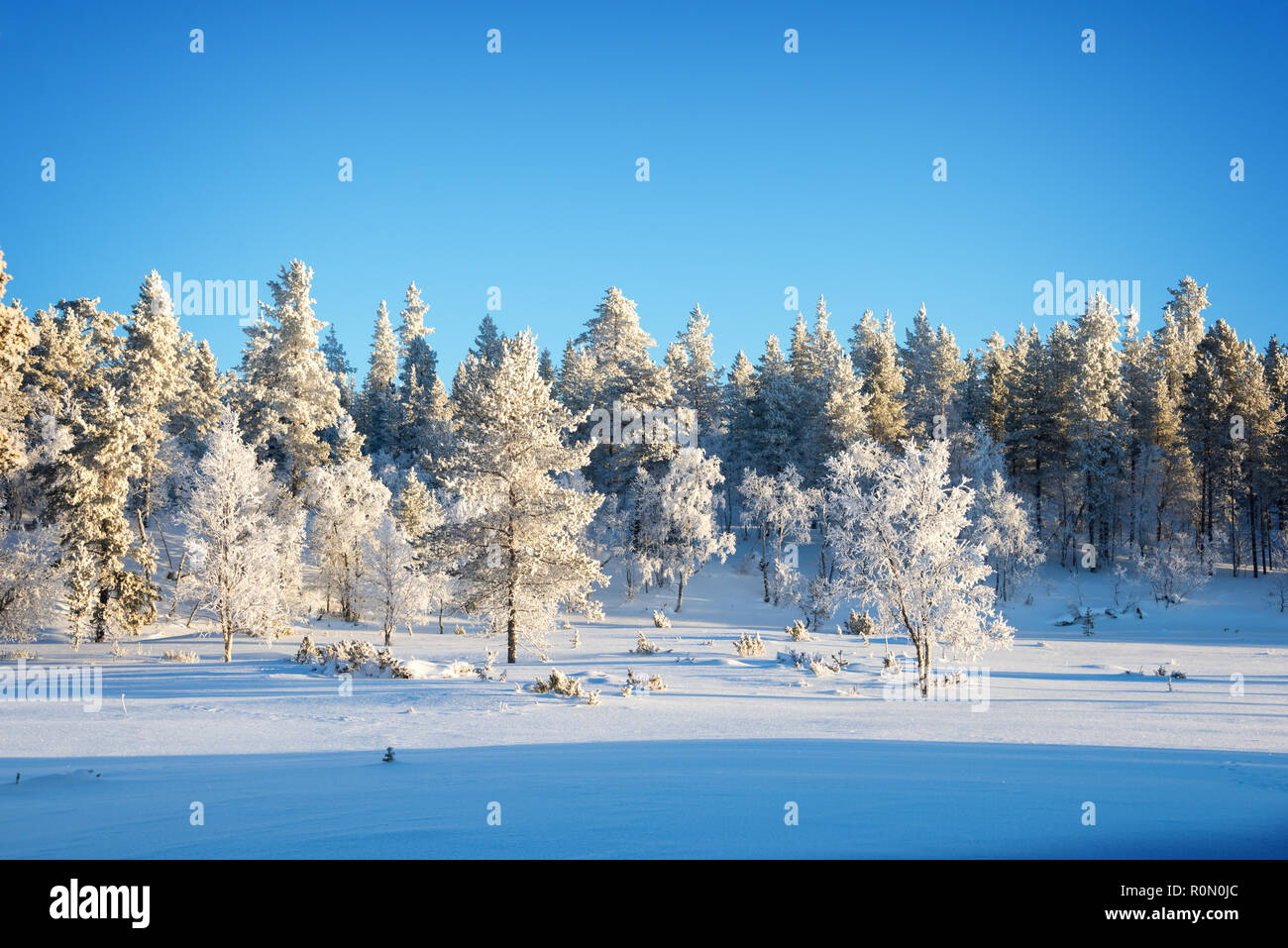 Wald Landschaft, gefrorene Bäume im Winter in Saariselka, Lappland, Finnland Stockfoto