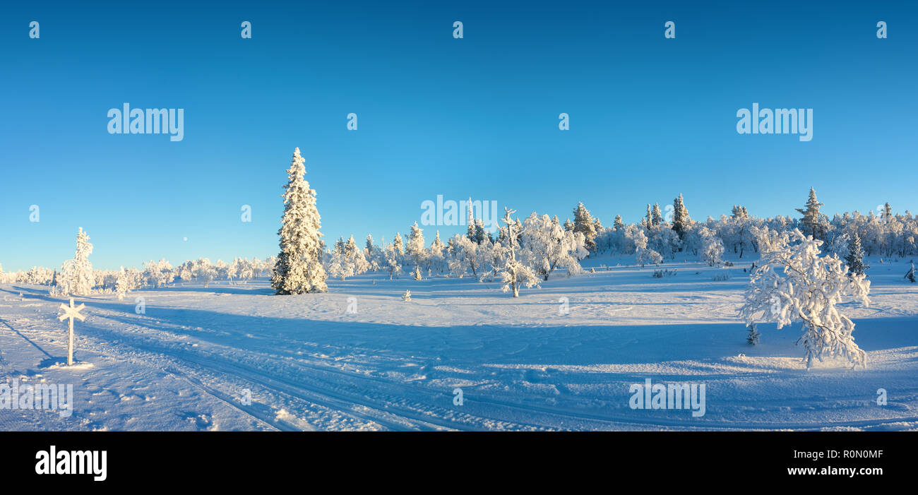 Verschneite Panorama, gefrorene Bäume im Winter in Saariselka, Lappland, Finnland Stockfoto