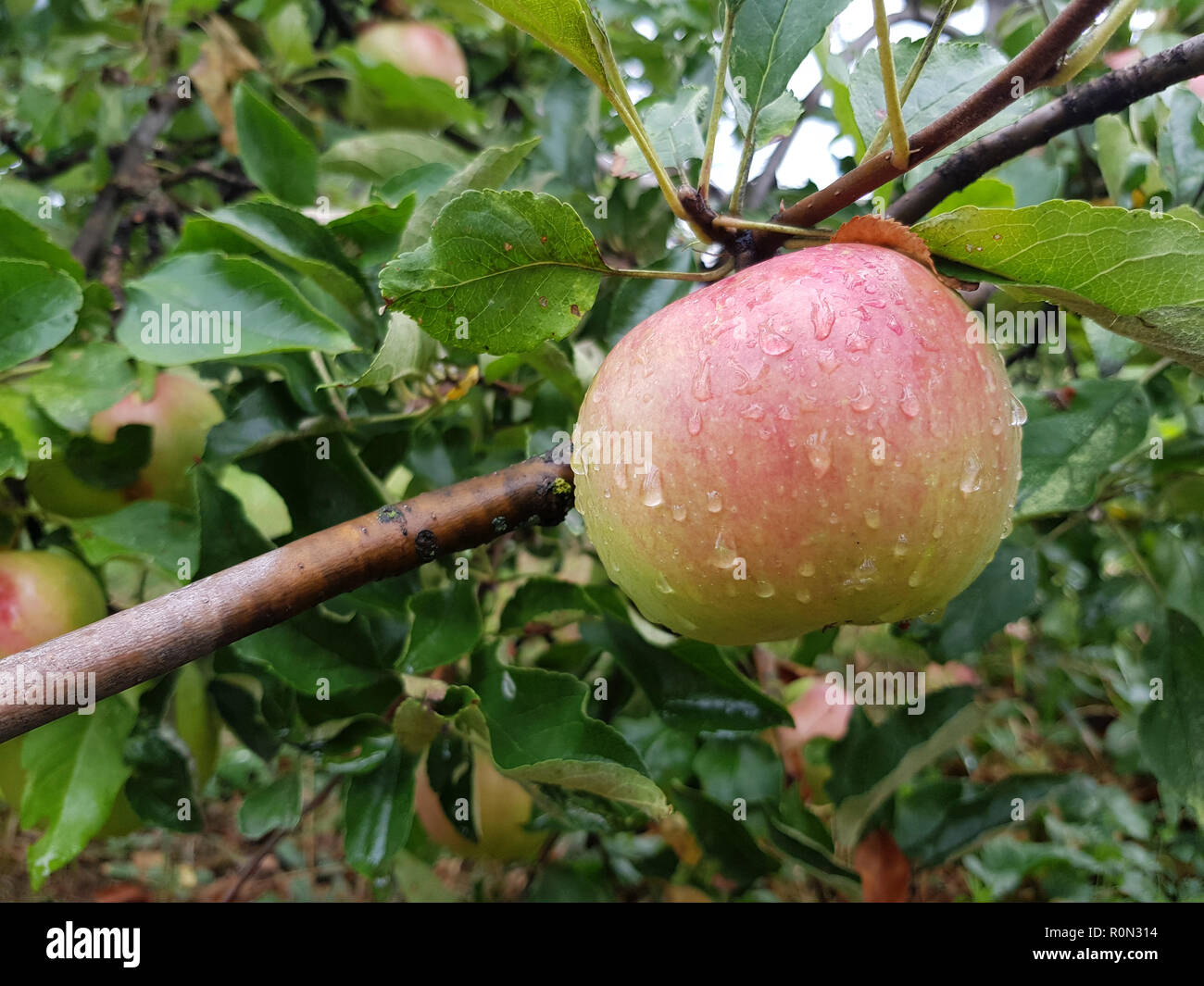 Einen reifen Apfel hängt an einem Ast unter dem grünen Laub. Auf dem Obst frisch fällt. Stockfoto