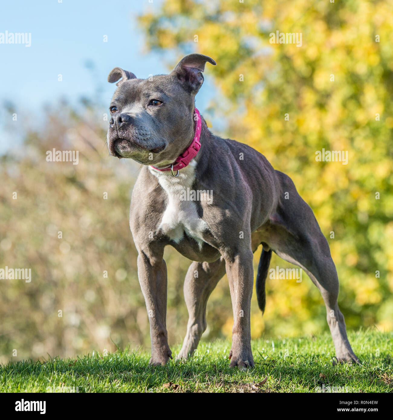 Staffordshire Bull Terrier Hund Stockfoto