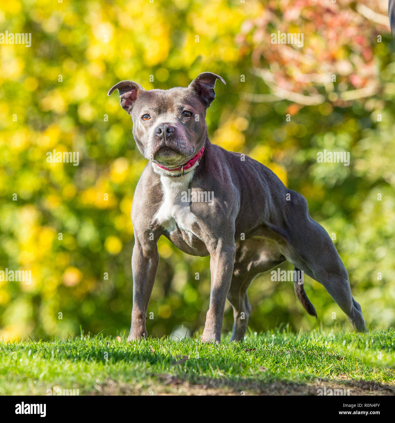 Staffordshire Bull Terrier Hund Stockfoto